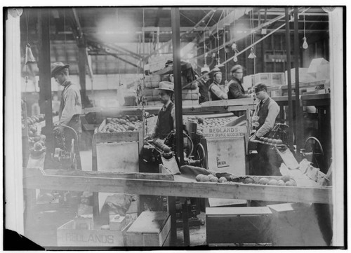 Men working at an Orange Labeling Machine at Redlands Golden Orange Packing Plant using Edison power