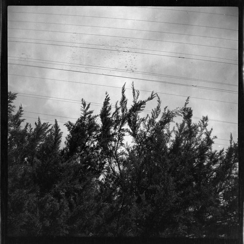 Vegetation growing too close to overhead power lines