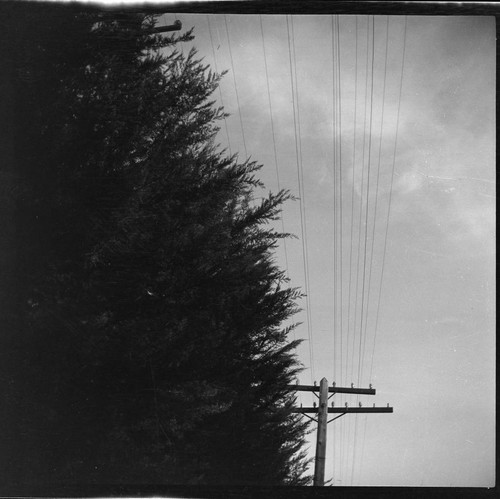 Vegetation growing too close to overhead power lines