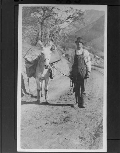 An unidentified teamster with his mule loaded with supplies in the mountains