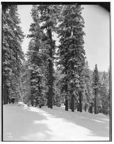 Big Creek Scenery - Snow pictures