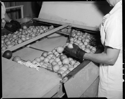 Lemon Exchange--workers sorting lemons on processing line