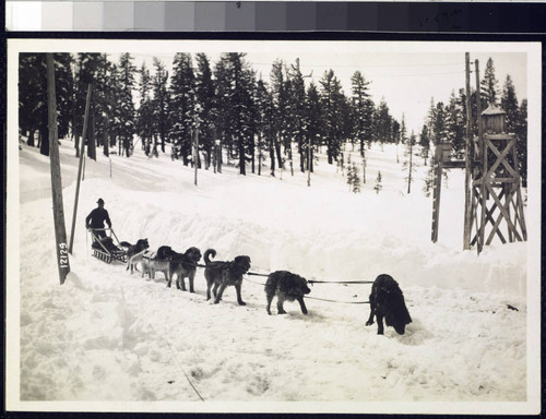 Big Creek Dog Teams - Jerry Dwyer & dog team