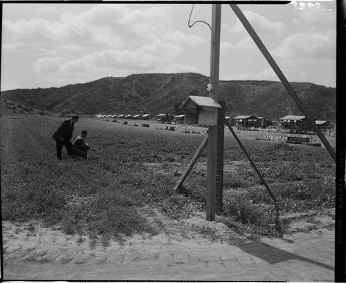 Farmer setting up electric fence to hold chickens in pen