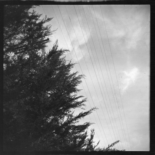 Vegetation growing too close to overhead power lines