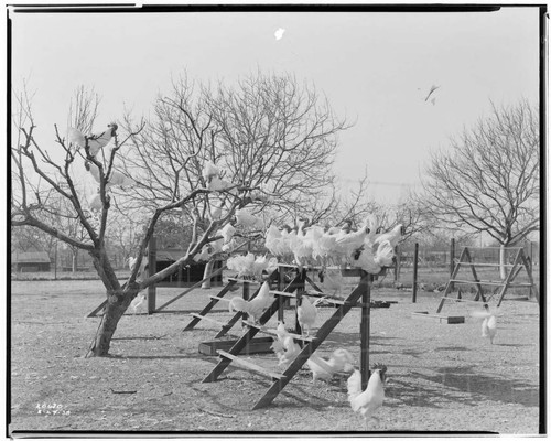 P2 - Poultry - George Richardson Jr. Hatchery