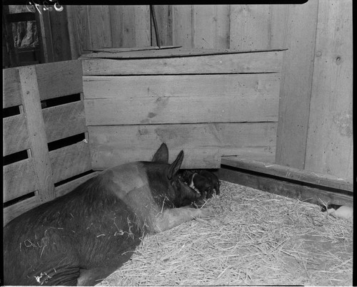 Sow with two baby piglets in pen