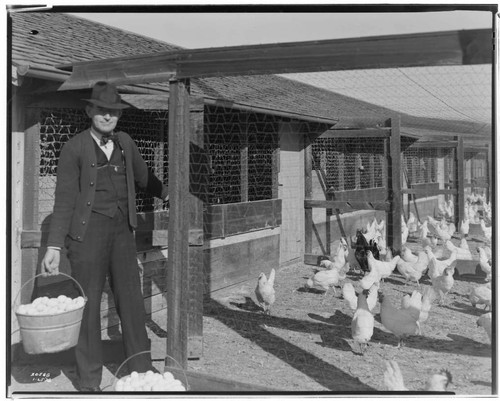 P2 - Poultry - Poultry Ranch of Mr. Calvin Smith