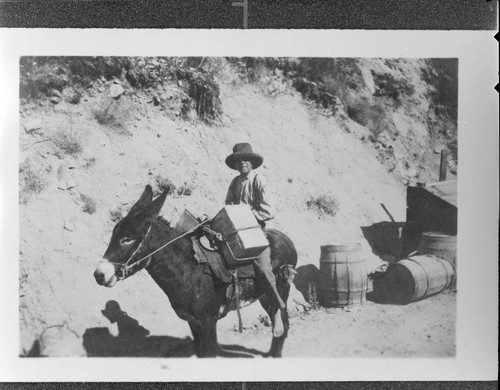 A Mexican mule skinner sitting on a mule