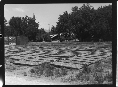 Box flats laid out in a field drying fruit