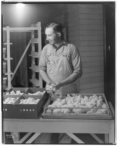 P2 - Poultry - George Richardson Jr. Hatchery