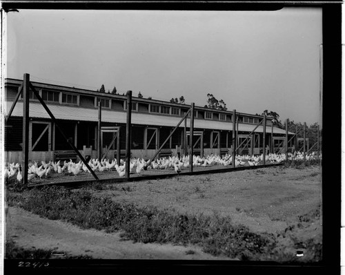 P2 - Poultry - Elmer Hauser's Poultry yard