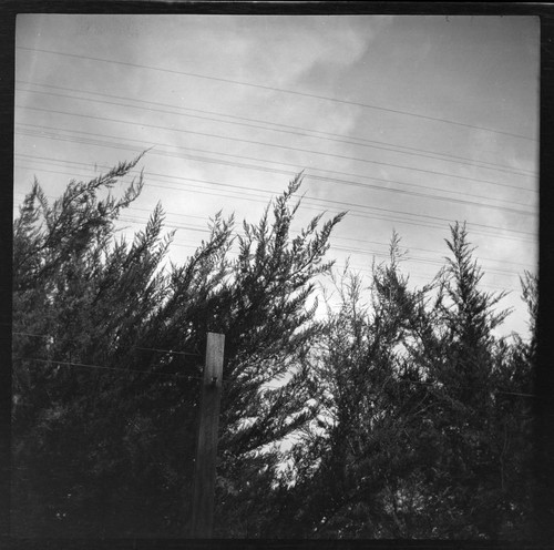 Vegetation growing too close to overhead power lines