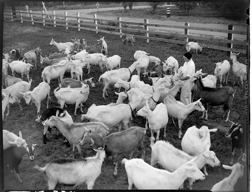 Chevonshire Farm (goats), Norwalk