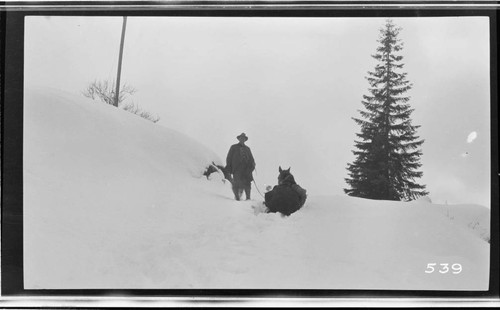 A man and his horse on the trail from Kaweah to Wolverton