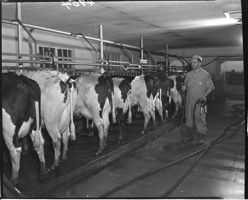 Milking room with cows