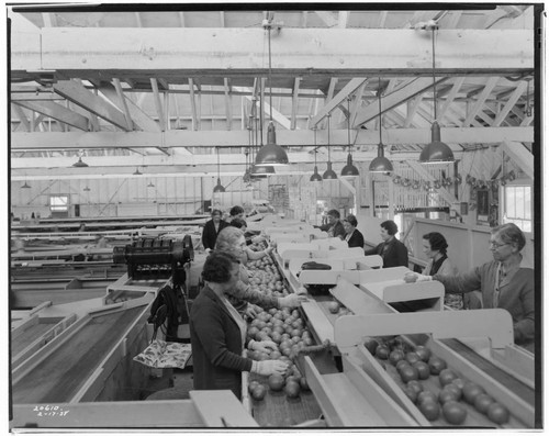 L1.8 - Lighting, Packing Plants - Lighting in Orange Packing House