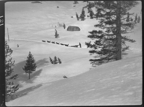 Distant shot of [Jerry Dwyer's] dog team pulling sled across snowy field