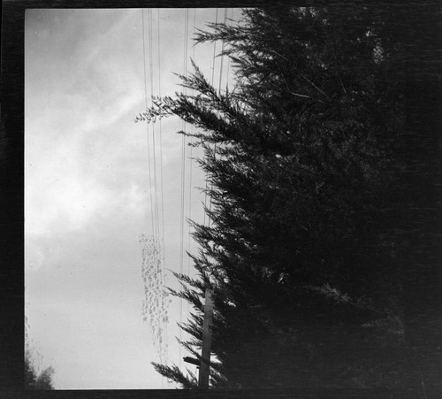 Vegetation growing too close to overhead power lines