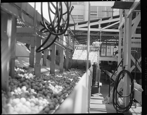 Lemon Exchange--fruit sorting equipment