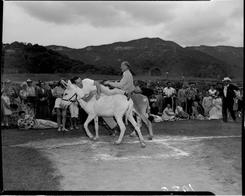 Two men trying to ride donkeys at a picnic