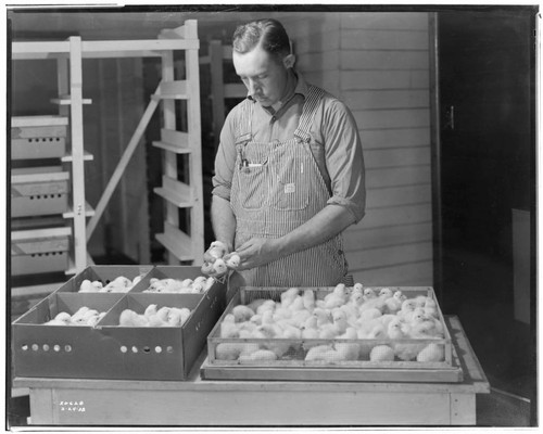 P2 - Poultry - George Richardson Jr. Hatchery