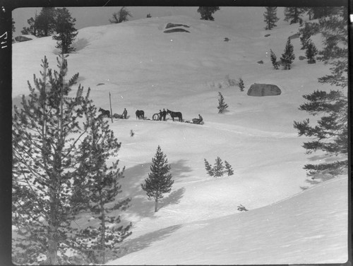 Mule & horse teams pulling sleds up snowy path