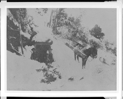 A construction crew and mule in a winter storm during the construction of Santa Ana River #1 Hydro Plant