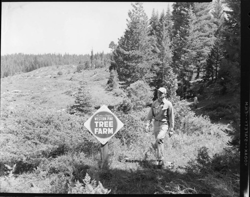 Big Creek Tree Farm