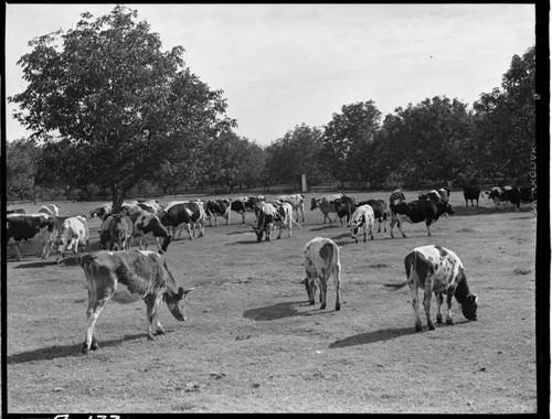 Dairy Booklet photos