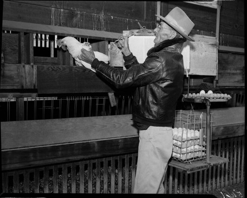 Farmer holding hen and noting ID number