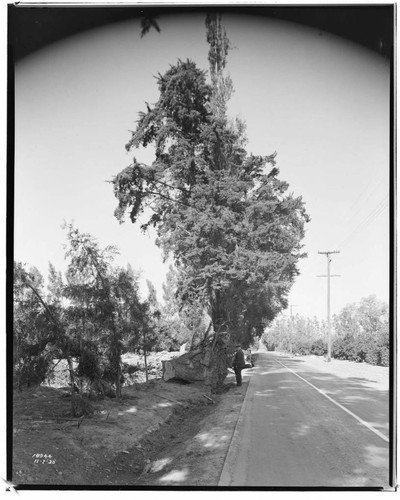 A1.4 - Natural Disasters - Wind damage in Orange County