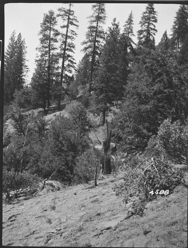 Big Creek, Shaver Lake Dam - Shaver Project