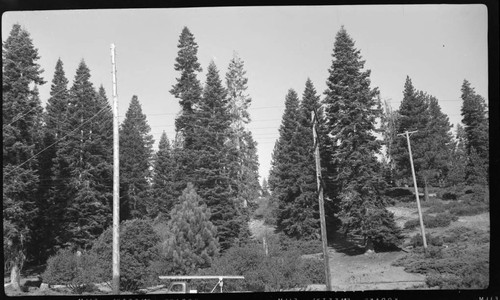 Distribution line through forest