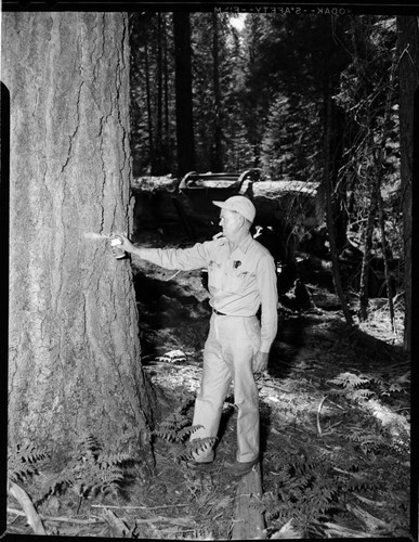 Big Creek Tree Farm