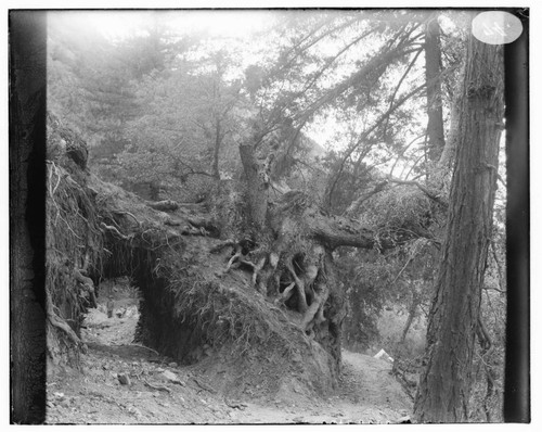 The shortest tunnel at the canal line at Mill Creek #3 Hydro Plant