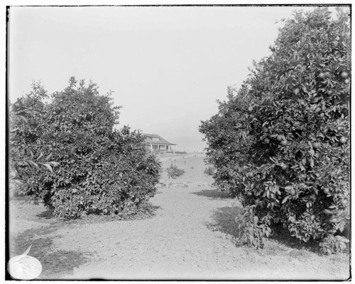 Two orange trees with a house in the background