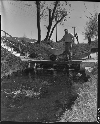 Man with a wheelbarrow on a small bridge feeding fish in the stream