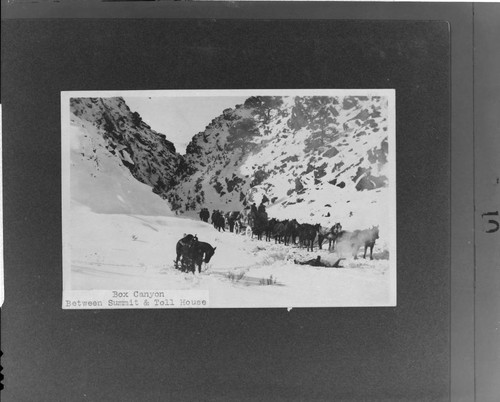 Freighting supplies over the White Mountains during the winter of 1904-1905, during the building of the line from Bishop to Tonopah