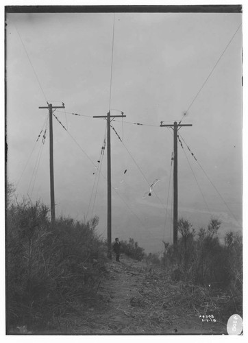 Distribution Lines - Mount Wilson 15kV transmission line