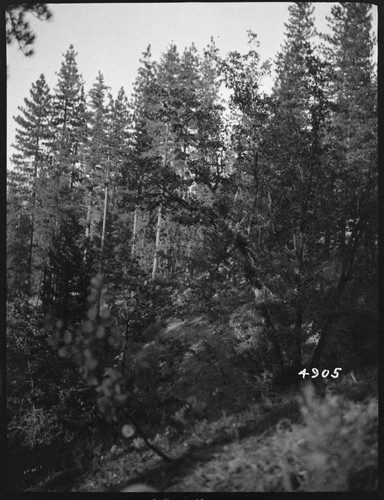 Big Creek, Shaver Lake Dam - Shaver Project