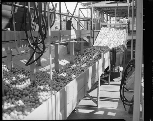 Lemon Exchange--fruit sorting equipment