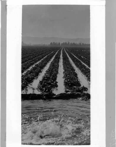 Row crops being irrigated