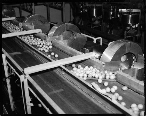 Lemon Exchange--fruit sorting equipment