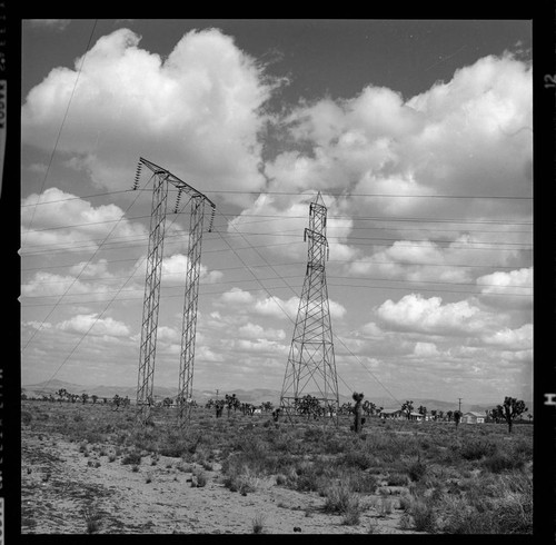 Bishop & Hoover tower line through desert Joshua Tree woodland