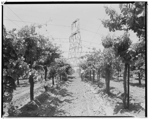 Vincent Transmission Line