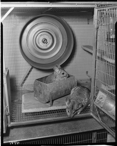 Chinchillas in a cage with a running wheel