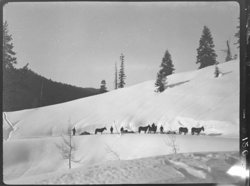 Distant shot of mules or horses pulling sleds up snowy road