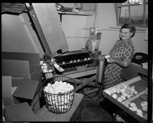 Farmer's wife working with egg processing machine