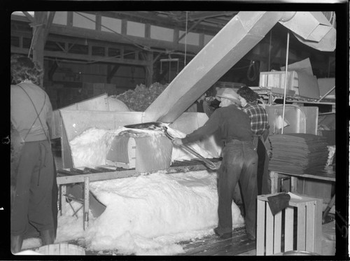 Packing produce with ice